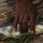 Catching drum fish at Bayou Bienvenue